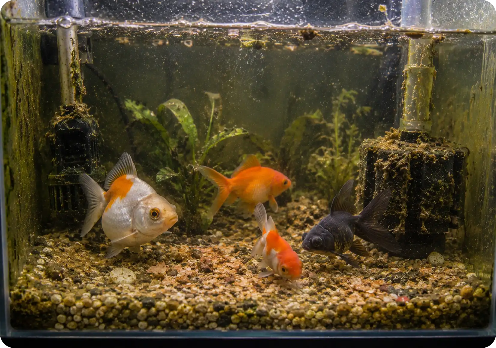 Inadequate Aquarium Maintenance
